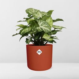 Syngonium Arrow in ELHO b.for soft rond 14cm brique (21507)