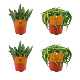 2x Aloe Paradisicum + 2x Chlorphytum Bonnie - 4 stuks - Ø10.5cm (22693)