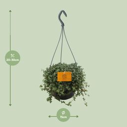 Pilea Glauca 15cm HP (24831)