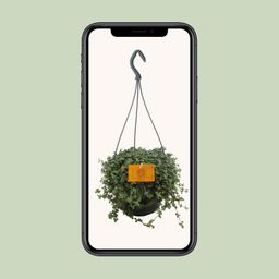 Pilea Glauca 15cm HP (24831)