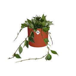 Hoya Krohniana Eskimo in ELHO b.for soft rond 14cm brique (21495)