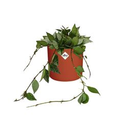 Hoya Krohniana Eskimo in ELHO b.for soft rond 14cm brique (21495)