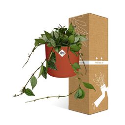 Hoya Krohniana Eskimo in ELHO b.for soft rond 14cm brique (21495)