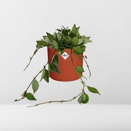 Hoya Krohniana Eskimo in ELHO b.for soft rond 14cm brique (21495)