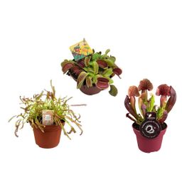 Vleesetende planten mix - 3 stuks - Ø12cm - ↕12/23cm (21972)