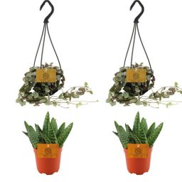 2x Aloe Paradisicum + 2x Ceropegia Woodii Variegata - 4 stuks - Ø10.5cm (22692)