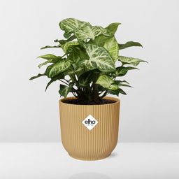Syngonium Arrow in ELHO Vibes Fold 14cm geel (21704)