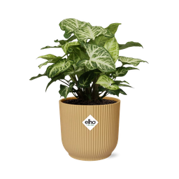Syngonium Arrow in ELHO Vibes Fold 14cm geel (21704)