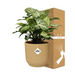 Syngonium Arrow in ELHO Vibes Fold 14cm geel (21704)