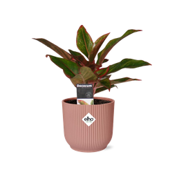 Aglaonema Crete in ELHO Vibes Fold 14cm roze (21732)