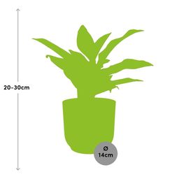 Aglaonema Crete in ELHO Vibes Fold 14cm roze (21732)