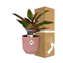 Aglaonema Crete in ELHO Vibes Fold 14cm roze (21732)