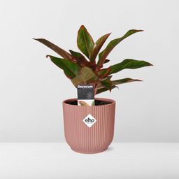 Aglaonema Crete in ELHO Vibes Fold 14cm roze (21732)
