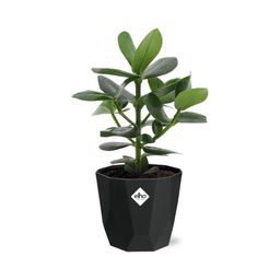 Clusia Princess in 14cm b.for rock living black (21639)