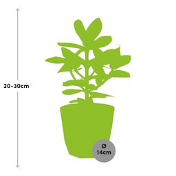 Clusia Princess in 14cm b.for rock living black (21639)