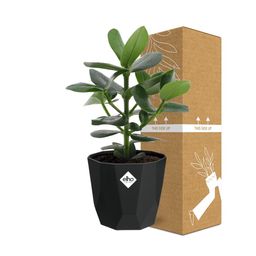 Clusia Princess in 14cm b.for rock living black (21639)