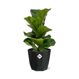 Ficus Lyrata ‘Bambino’ in 14cm b.for rock living black (21662)