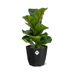 Ficus Lyrata ‘Bambino’ in 14cm b.for rock living black (21662)