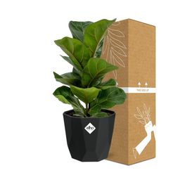 Ficus Lyrata ‘Bambino’ in 14cm b.for rock living black (21662)