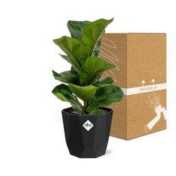 Ficus Lyrata ‘Bambino’ in 14cm b.for rock living black (21662)
