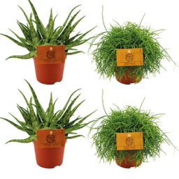 2x Aloe Spider + 2x Rhipsalis Cassutha - 4 stuks - Ø10.5cm (22774)