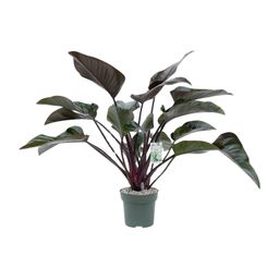 Philodendron Red Beauty (24985)