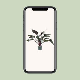 Philodendron Red Beauty (24985)