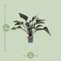 Philodendron Red Beauty (24985)