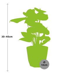 Anthurium Red 12cm in 14cm b.for rock living black (21655)