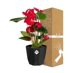Anthurium Red 12cm in 14cm b.for rock living black (21655)