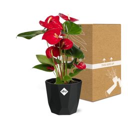 Anthurium Red 12cm in 14cm b.for rock living black (21655)