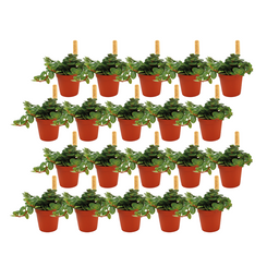 Sedum Tornado - 20 stuks (23410)