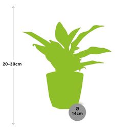 Aglaonema Crete in ELHO b.for rock 14 cm warm grey (21626)