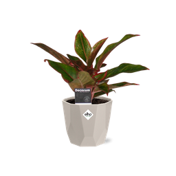 Aglaonema Crete in ELHO b.for rock 14 cm warm grey (21626)