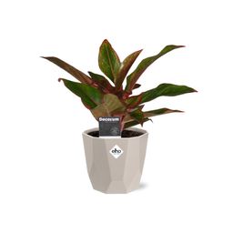 Aglaonema Crete in ELHO b.for rock 14 cm warm grey (21626)
