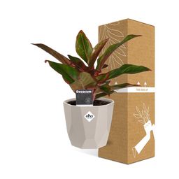 Aglaonema Crete in ELHO b.for rock 14 cm warm grey (21626)