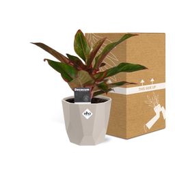 Aglaonema Crete in ELHO b.for rock 14 cm warm grey (21626)