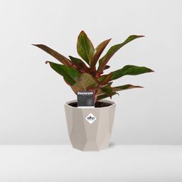 Aglaonema Crete in ELHO b.for rock 14 cm warm grey (21626)