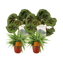 2x Chlorophytum Ocean + 2x Begonia Masoniana Rock - 4 stuks- Ø12 - ↕20-30 (23445)