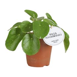 Pilea White Splash (22565)