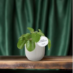 Pilea White Splash (22565)