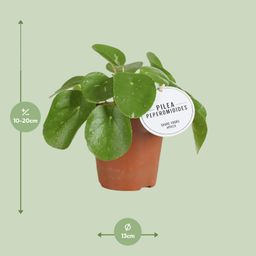 Pilea White Splash (22565)
