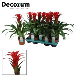 Guzmania Calypso (Decorum) (25375)