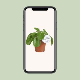 Pilea White Splash (22565)