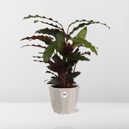 Calathea Rufibarba ‘Tropistar’ in ELHO b.for rock 14 cm warm grey (21772)
