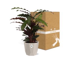 Calathea Rufibarba ‘Tropistar’ in ELHO b.for rock 14 cm warm grey (21772)