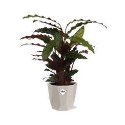 Calathea Rufibarba ‘Tropistar’ in ELHO b.for rock 14 cm warm grey (21772)