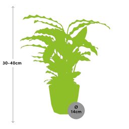 Calathea Rufibarba ‘Tropistar’ in ELHO b.for rock 14 cm warm grey (21772)