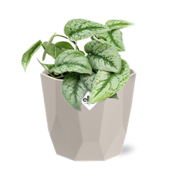 Scindapsus Pictus ‘Trebie’ in ELHO b.for rock 14 cm warm grey (21610)