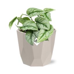 Scindapsus Pictus ‘Trebie’ in ELHO b.for rock 14 cm warm grey (21610)